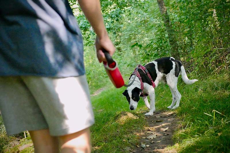 walking-dog